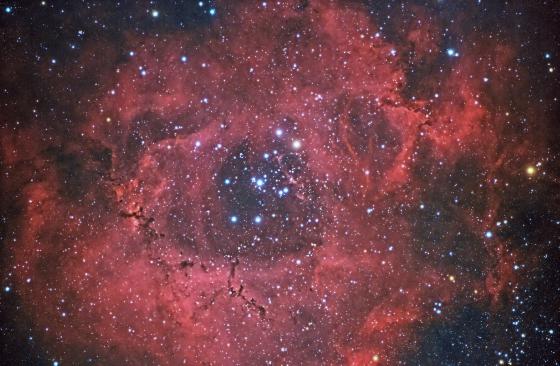 Rosette de Normandie v1.3