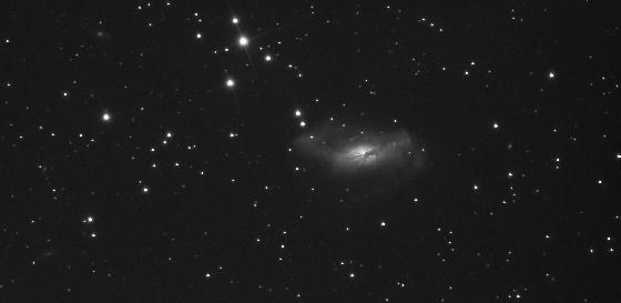 NGC2146BW