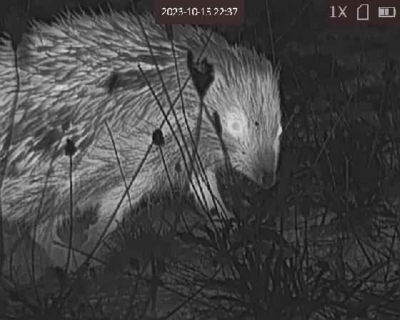 Camera thermique Hikmicro haut de gamme FALCON FH35 etat neuf