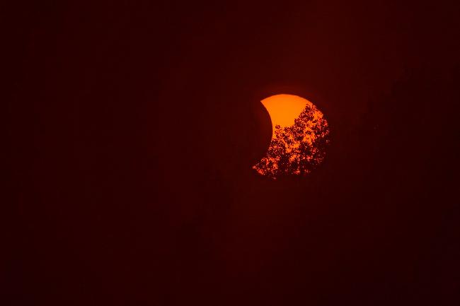 eclipse dans les arbres