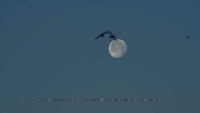 lune et martinets