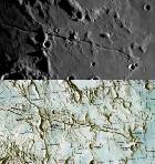 gros plan sur Ariadaeus ...