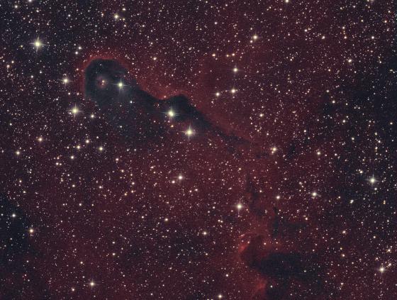 La trompe de l'éléphant