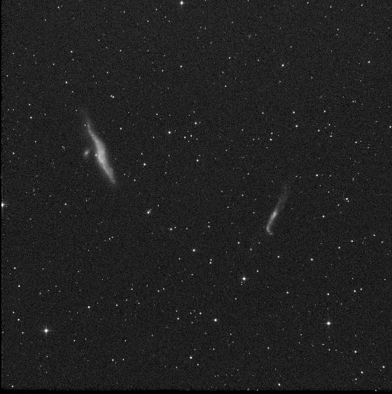 La Baleine et la Crosse Brute Red