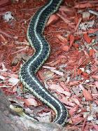 Couleuvre canadienne