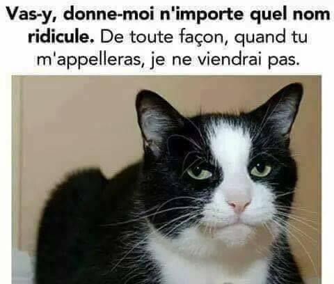 chat alors