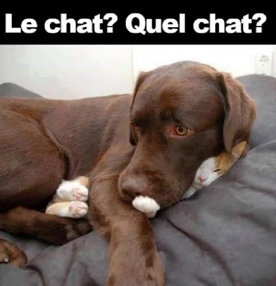 ou chat