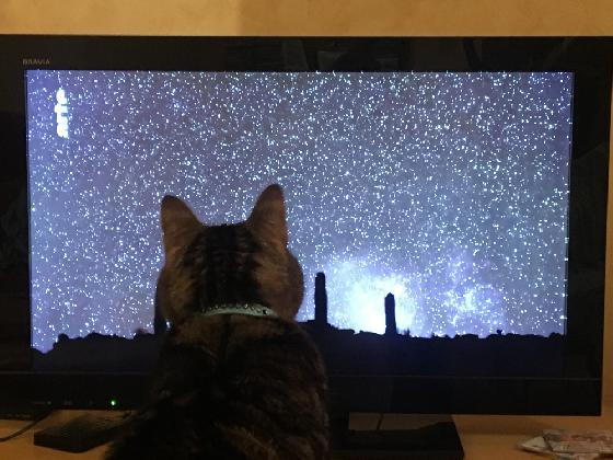 Le chat s'intéresse à l'astronomie...