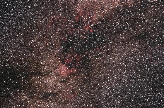 Grand champ dans le Cygne