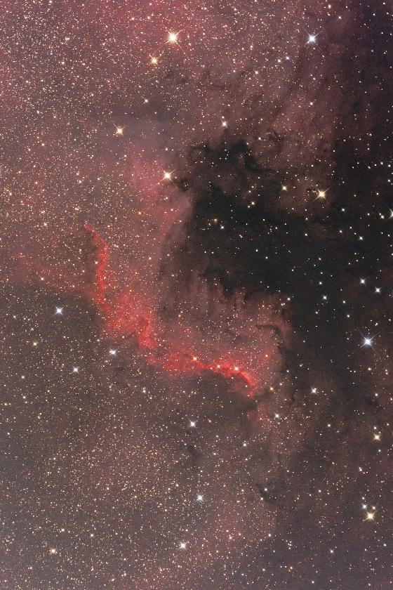 Petit bout north america