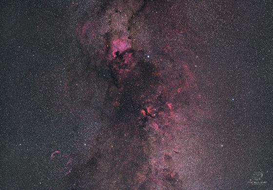 Grand champ dans le Cygne