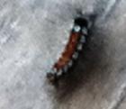 Petite chenille