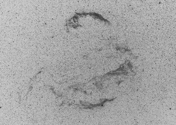 DENTELLES DU CYGNE inv