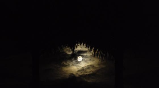 Lune cachée dans mes palmiers