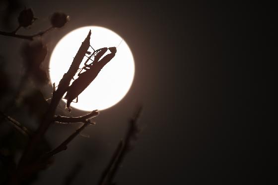 Pleine lune et mante