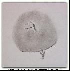 Protu et tache et filament 11 oct 2014