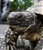 tortue