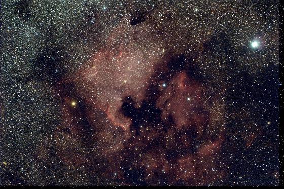 North America + pélican