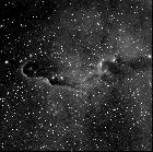 la Trompe d'elephant