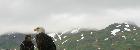 Aigles en Alaska