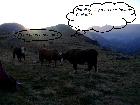 vaches 3