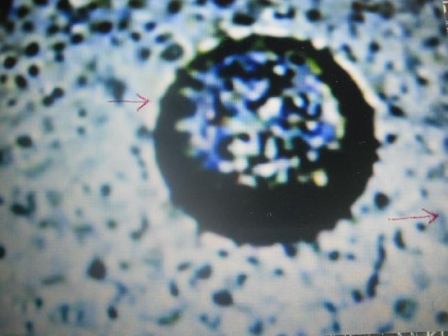 Bulle qui se propulse .....microscope 100 X 
