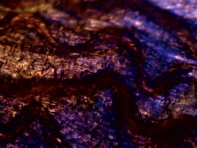 PETALE DE TULIPE EN LPA 100X