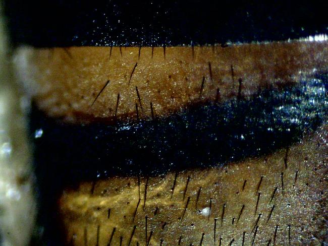 Syrphe au microscope 40 X 