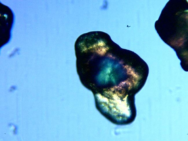 GRAIN DE SABLE LUMIERE POLARISEE MICRO 100X