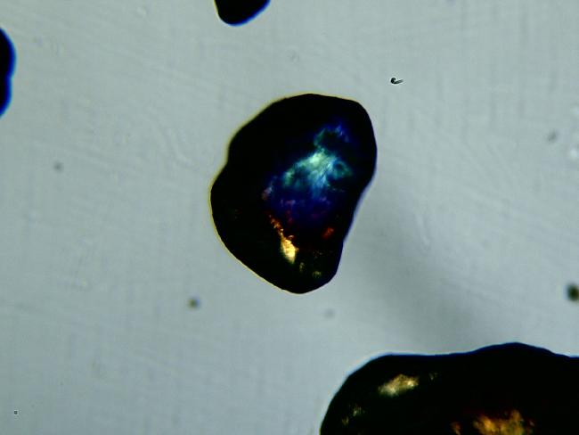 Rat extraterrestre ? microscope 100X 