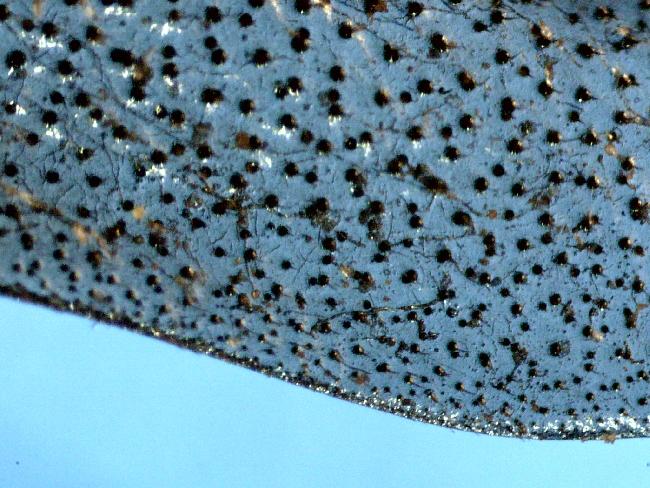 AILE DE BOURDON MICRO POLARISEE 