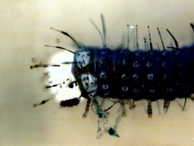 chenille blanc du chou 40X négatif 