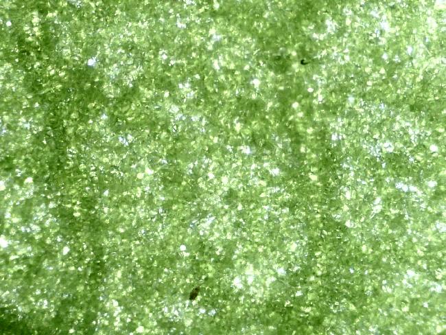 FEUILLE DE CAPUCINE MICRO 