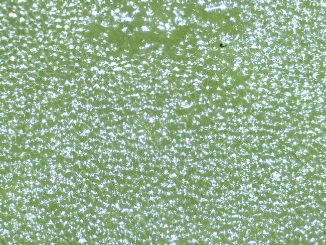 FEUILLE DE COLSA PRIMAIRE MICRO 40X 