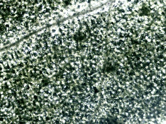 Feuille de cresson micro 40X 