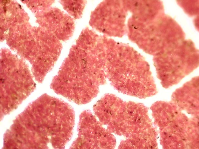 FEUILLE DE CERISIER DU JAPON 40X 