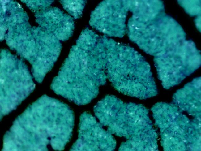 FEUILLE DE CERISIER DU JAPON EN NEGATIF 40X 