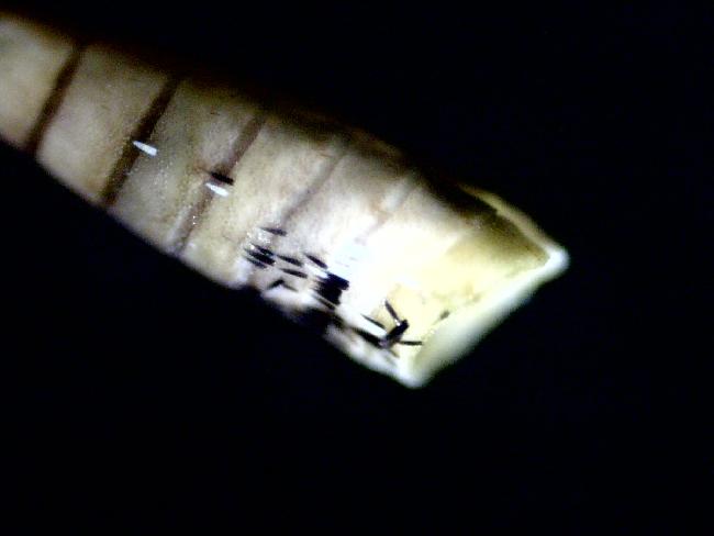 Antenne de papillon blanc (PIERIDE DU CHOU ) 40X micro