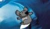 koala_bzh