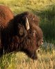 Bison