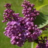 Lilas