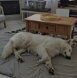 Domy90