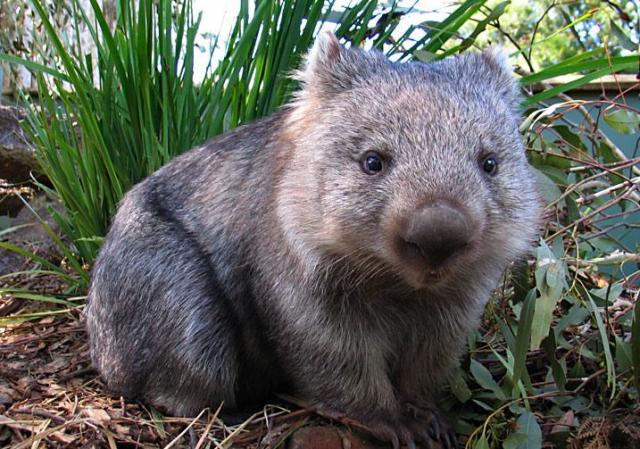 1488132744_wombat.jpg