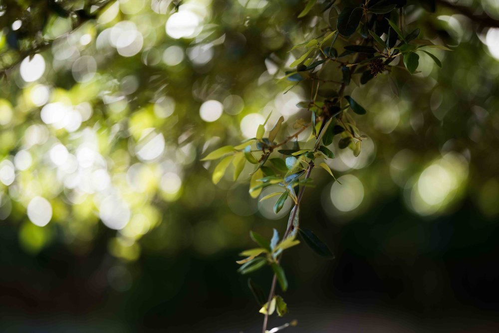 Sigma 135mm F/1.8 Art Lens Review — Zach Ashcraft Photography