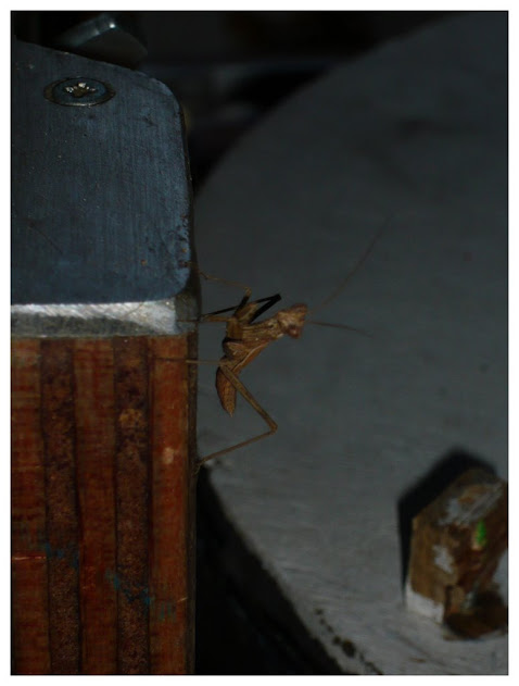 sPCdHCSEk4NuDOGVFfMY8tNpHf5nlVwrh8Sz71Qg