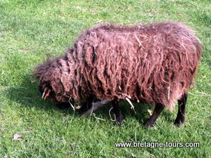 mouton-marron-d-ouessant.JPG