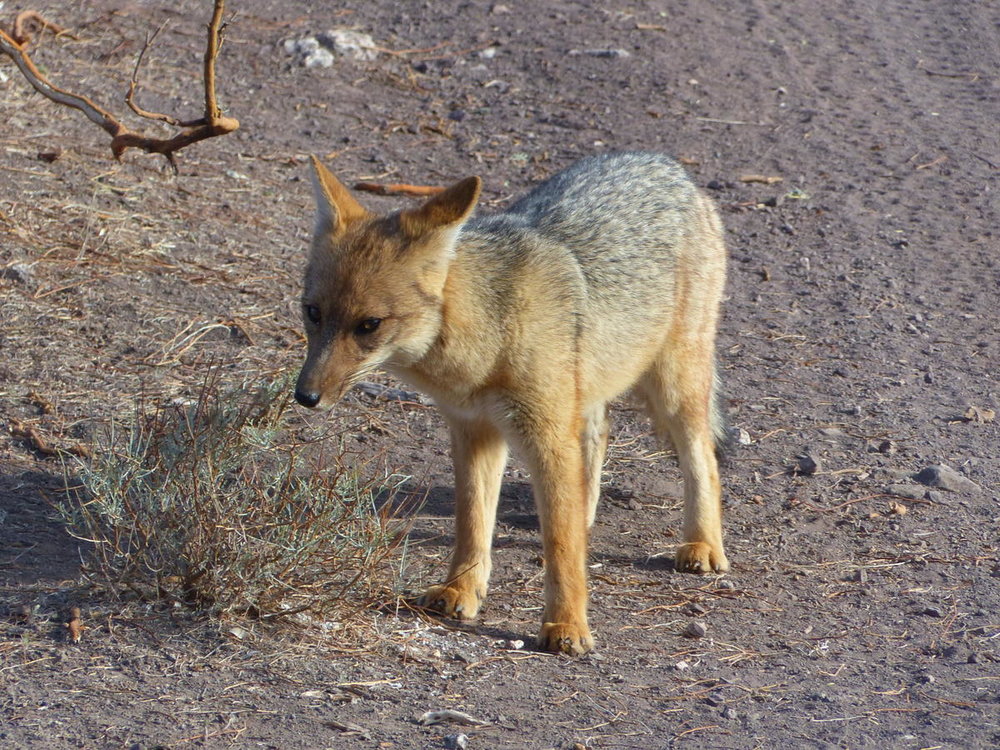 20181025_de_l_hacienda_a_Coquimbo_La_Ser