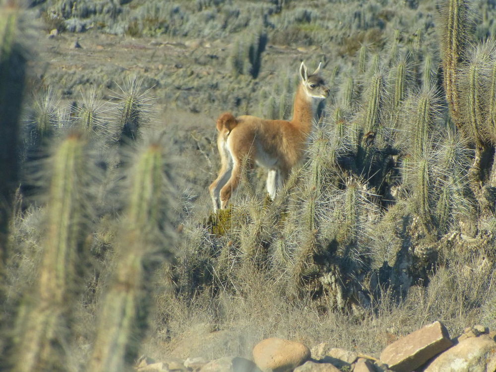 20181027_Copiapo_La_Silla_vers_Reserve_d
