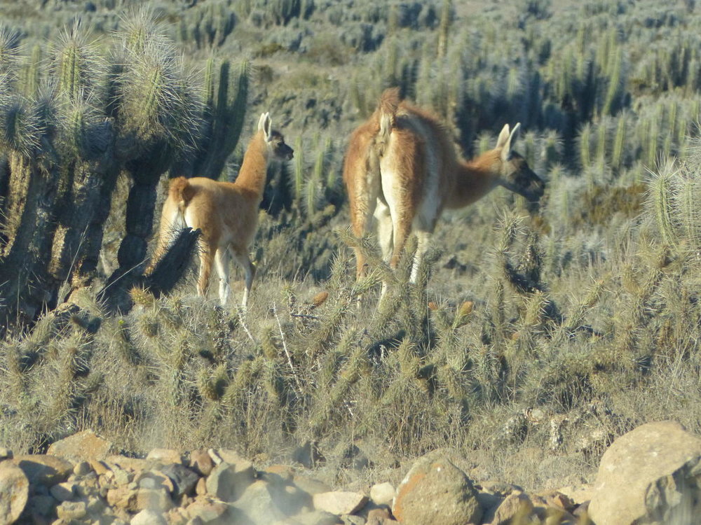 20181027_Copiapo_La_Silla_vers_Reserve_d