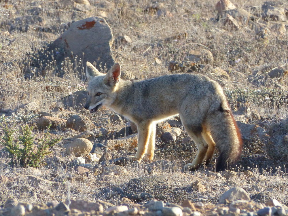 20181027_Copiapo_La_Silla_vers_Reserve_d